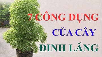 7 Công Dụng Chữa Bệnh Tuyệt Vời Của Cây Đinh Lăng - Ai Cũng Nên Biết!