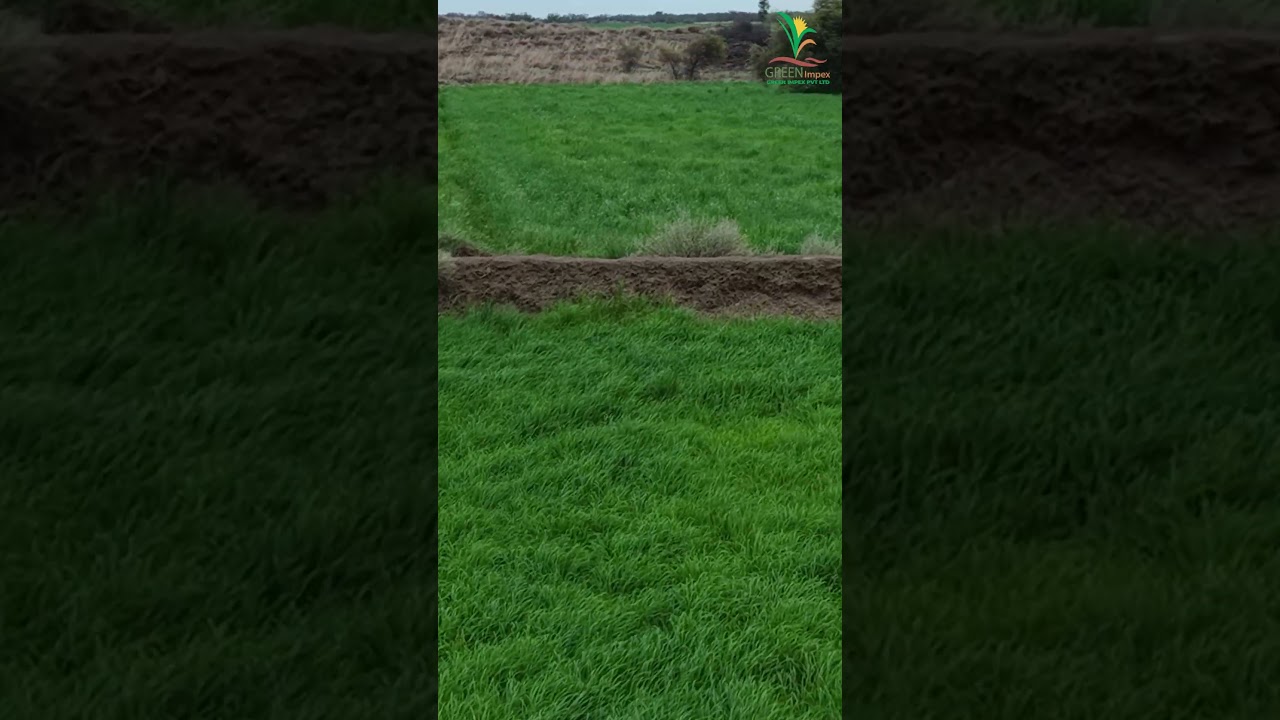 Is Rhodes Grass the Game Changer for Pakistan's Dairy Industry