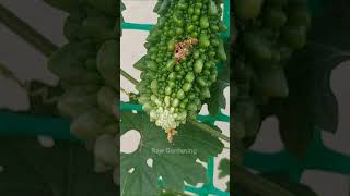 Insect attack on vegetables (Solution)