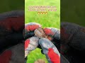 #metaldetecting #metaldetect #metaldetectingfinds #ifind #TikTokLIVE