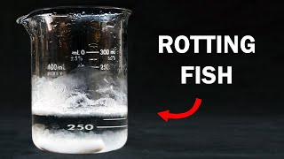 Making Trimethylamine - The Stench of Rotting Fish