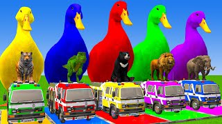 Download Lagu 5 Giant Duck Cartoon,Cow,Elephant,Tiger,Lion,Dinosaur,Paint Wild Animals Crossing Fountain Animation MP3 Download Lagu 5 Giant Duck Cartoon,Cow,Elephant,Tiger,Lion,Dinosaur,Paint Wild Animals Crossing Fountain Animation MP3