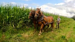 DRAFT HORSE TRAINING: Duke & Earl are Driving Together!! #528