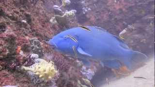 Eastern Blue Groper, Achoerodus Viridis, at Shark Point, Sydney, Australia.