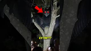 5 Monster Like Animals That Went Extinct Terrifying