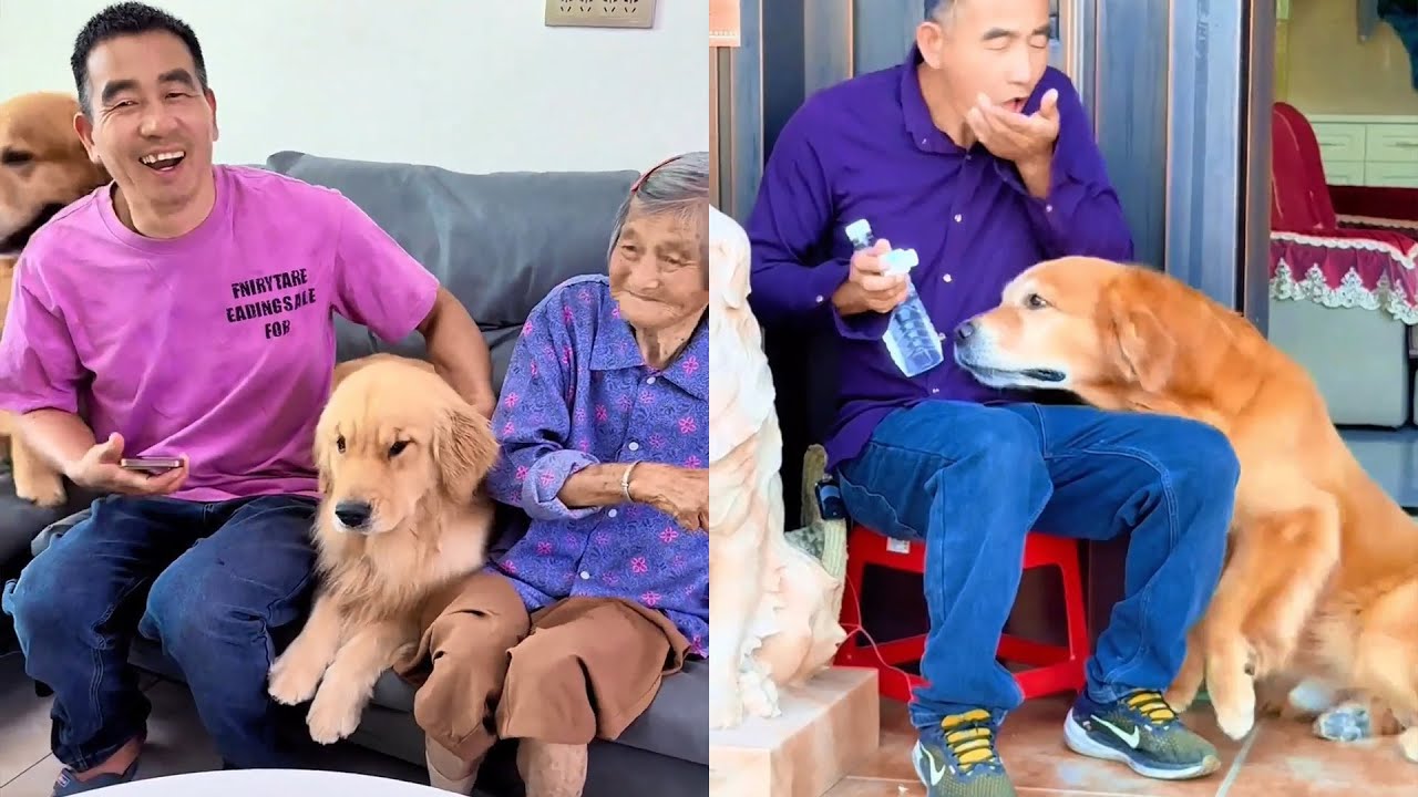 Маомао и Хунью зовут дедушку вставать! ❤️#聪明旺豆豆