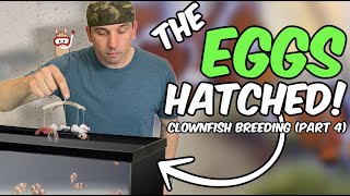 My FIRST Successful Clownfish Hatch & Tough Lessons Learned - Clownfish Breeding Part 4
