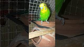 day2 budgies ko open me chodna thik h ya galt safety tips of budgies #birds #parrot #parakeet #fyp😍😊