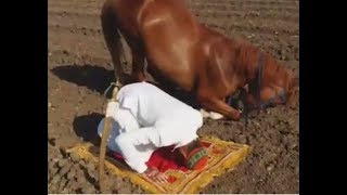 الحصان الذي صلي مع صاحبه ..مقطع هز العالم        A horse prays with its owner