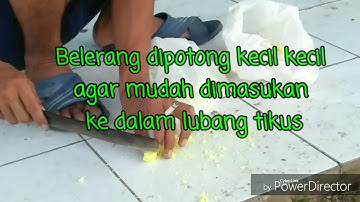 Basmi hama tikus paling ampuh