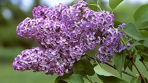 Comment traiter un lilas ?