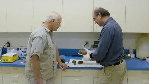 Why Do We Find Soft Tissue in Dinosaur Bones That Are "Millions of Years Old"?