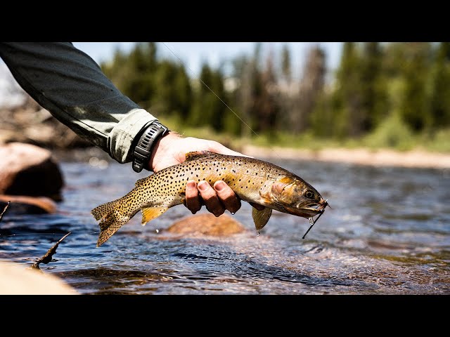 Utah's Cutthroat Trout: A Guide for Anglers