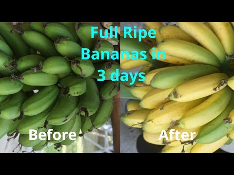 Cara Cepat Mematangkan Buah Pisang Secara Alami - How to Ripen Bananas Quickly and Naturally