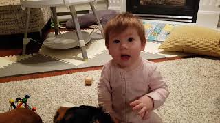 Ruby the bernese mountain dog and her tiny human - amazing tolerance and patience!