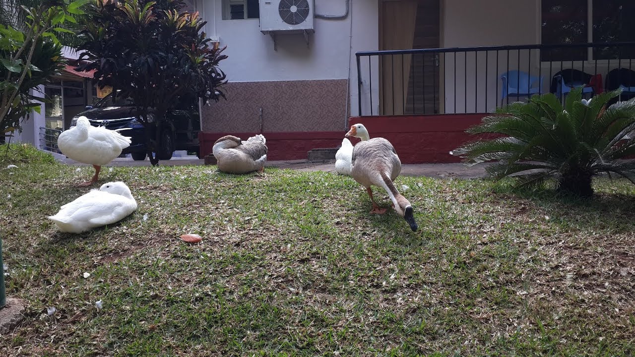 Hotel Mayura Riverview A/C Double Cottage Room Video