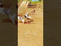 شقلبة حمام 