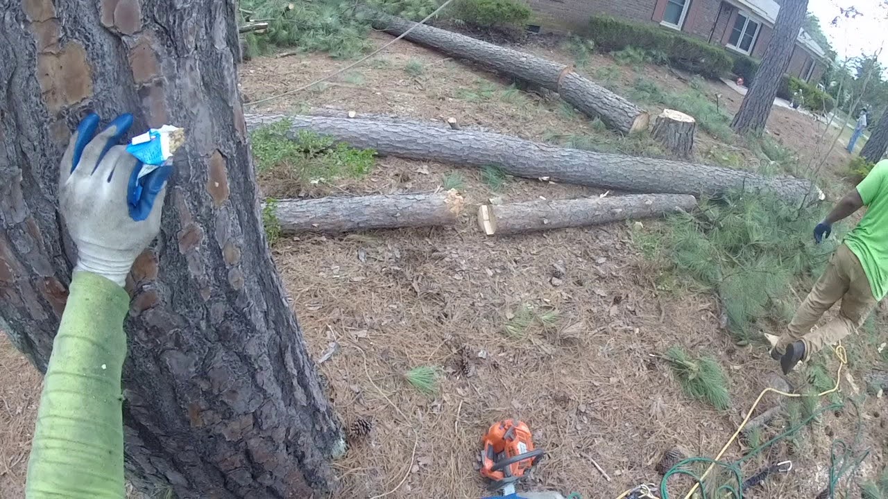 Tall Pine Tree Topping Near a House Part 5 YouTube