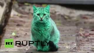 Прикольный зеленый кот из Болгарии HD. Green cat