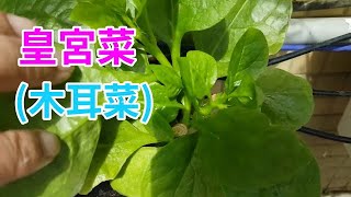 如何讓皇宮菜長的大又多? 木耳菜阿美美 