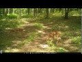 Twin Fawns in the daytime - 6/30/2017