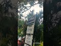 எவ்வளவு ✨ குரங்குகள் 🐒🐒🐒🐒 மரத்தில🥰🥰#shortsviral#shortsfeed#shortvideo #cherilcherbivlogs