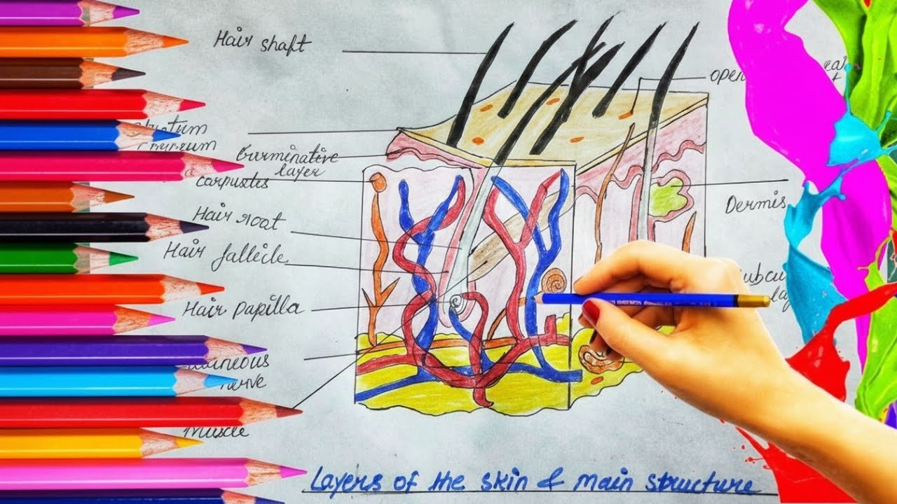 Human Skin Layers Diagram | Easy Anatomy Drawing with Labels 🖌️🦴
