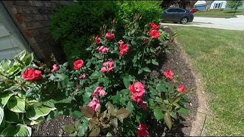 VR180 - First test using 2 Insta360