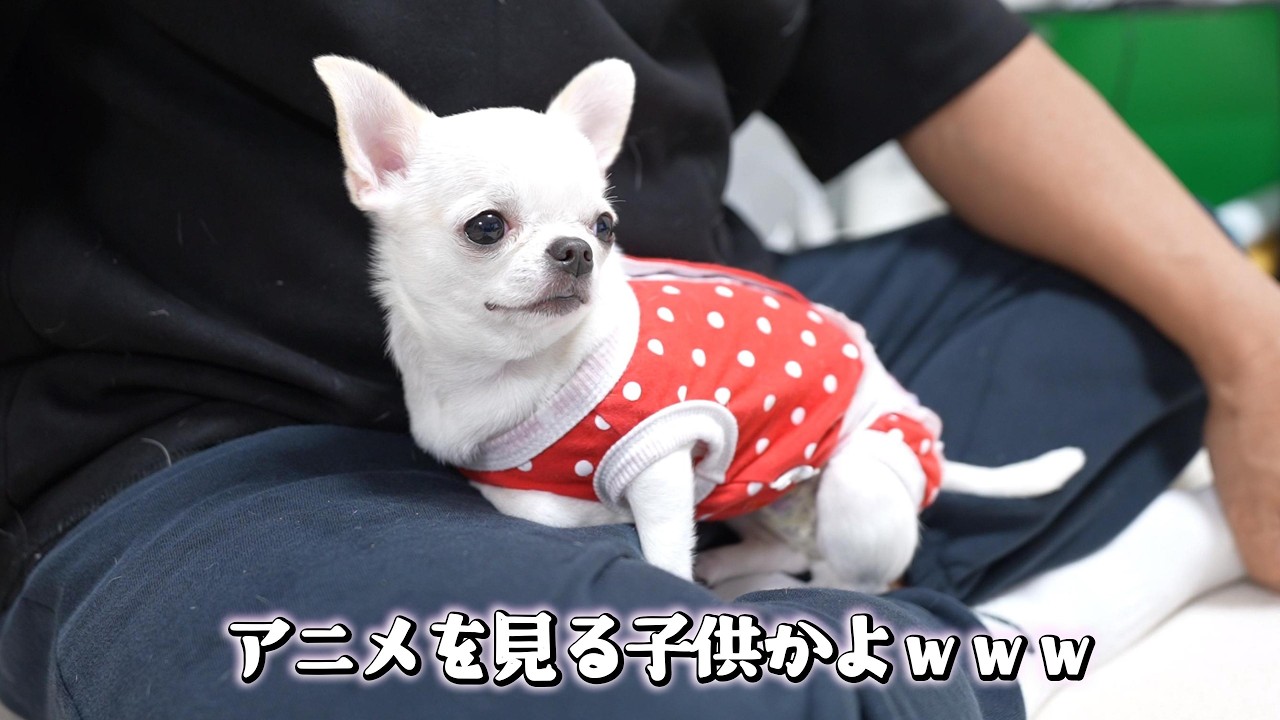 どうせ反応しないだろと舐めてたら子供のようにテレビを観る子犬チワワｗｗ