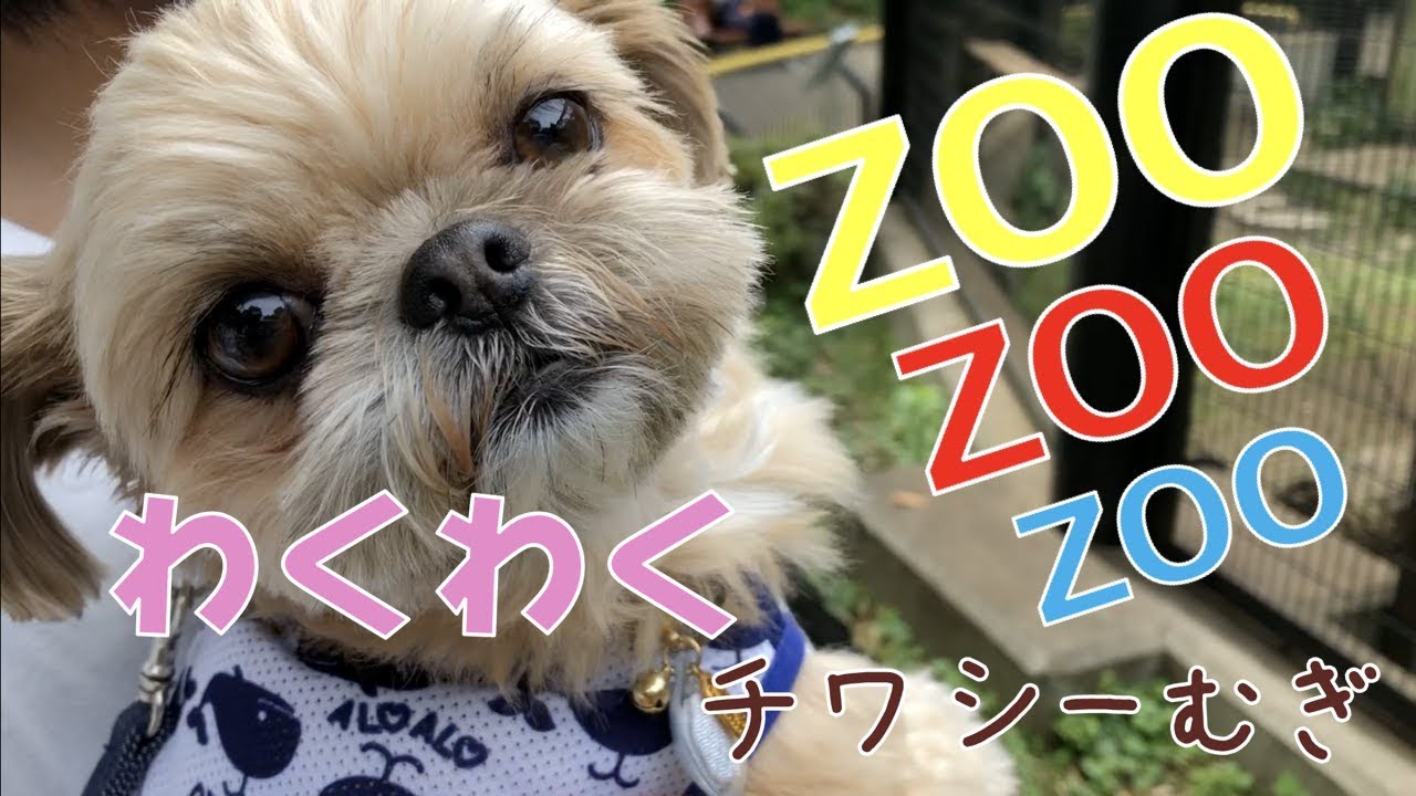 【ペット同伴】夢見ヶ崎動物公園 前編【チワワ×シーズー】