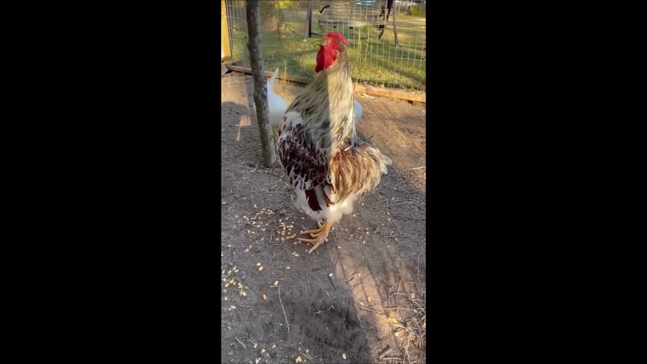 Funny Compilation of Roosters Crowing and Laughing - try not to laugh