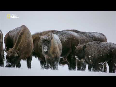 Nat Geo Wild: Волчьи Горы The Wolf Mountains 1080I