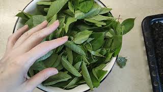 Як зробити смачний гранульований чай із листя вишні в домашніх умовах? Легко!!! Детальна інструкція.