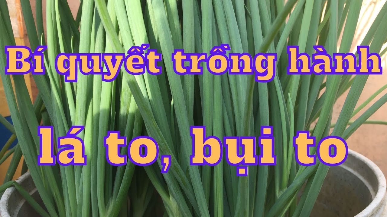 Bí quyết chọn hành lá trồng cho ra bụi to, lá to và... - youtube
