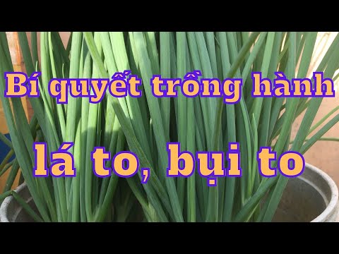 Video Bí quyết chọn hành lá trồng cho ra bụi to, lá to và... - youtube