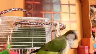 Talking Quaker Parrot 'Ollie'
