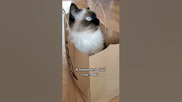 Кошачьи блохи опасны для человека!