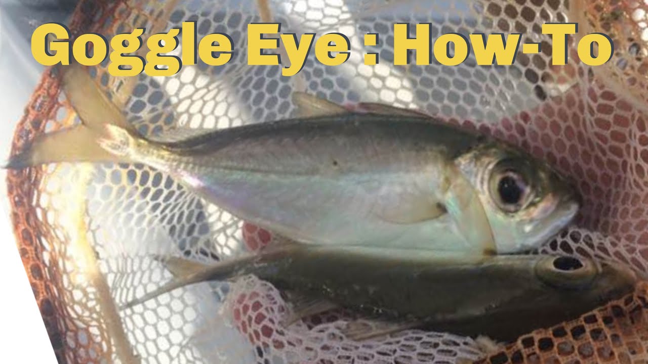 How To Rig Goggle Eyes in the Florida Keys YouTube