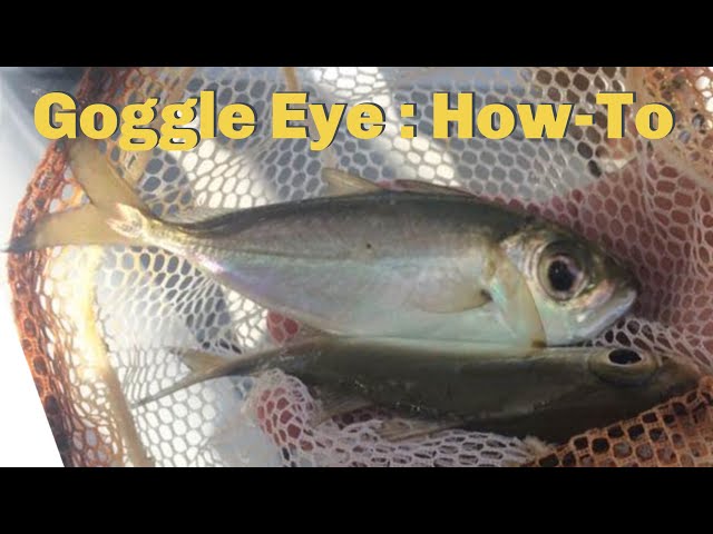 How To Rig Goggle Eyes in the Florida Keys 