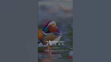 القارئ ياسر الدوسري قران كريم تلاوات قرانيه #اكسبلور #القران #راحة_نفسية