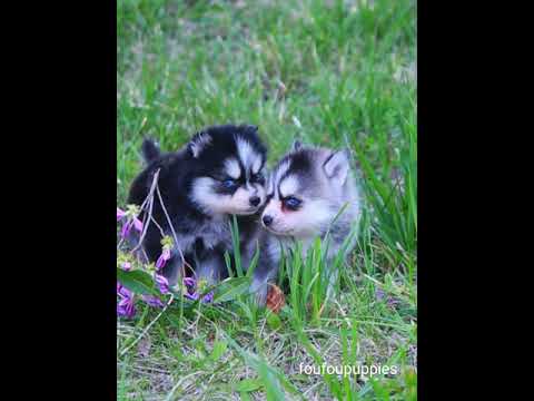 ``Pomsky,&amp;#39;&amp;#39; a hybrid dog said.  폼스키 ,허스키,포메라니안