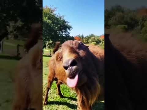 معزه ام لسان طويل خروف العيد معزة تأكل شيبس  معزه