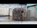 遊亀公園付属動物園のテル20171129 の動画、YouTube動画。