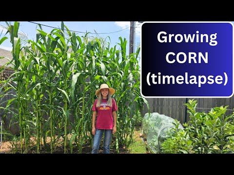 Growing CORN (timelapse)