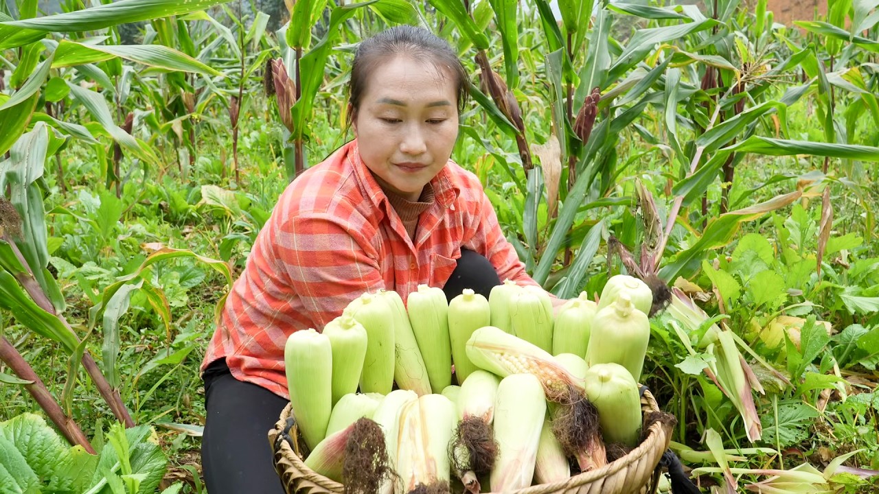 Young Village Girl Harvesting Fresh Corn to Sell at the Local Farmers Market Early Morning