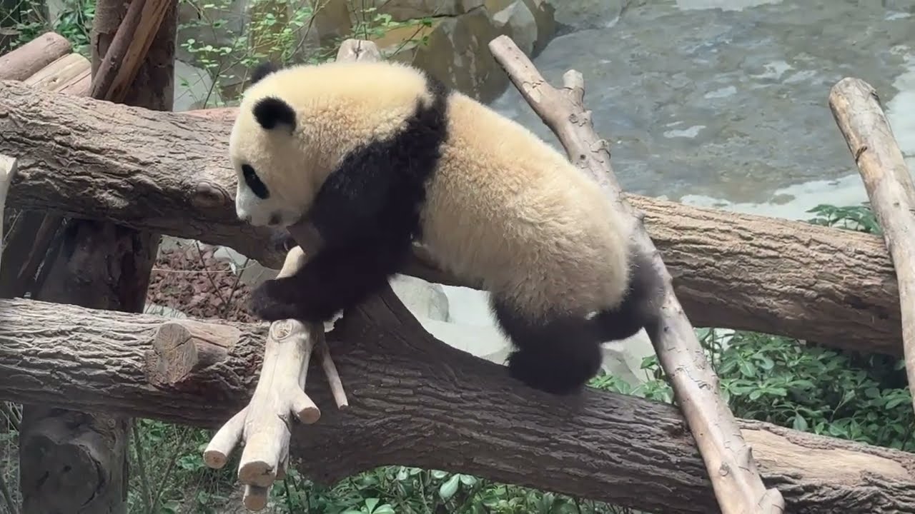 2504 Chengdu Panda
