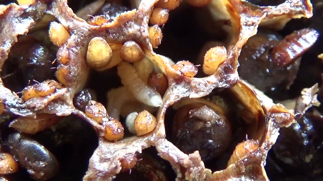 Who Destroyed Honeybee Brood? Кто Сожрал Пчел и Расплод? Знаете?