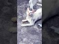 SUPER WHITE CAT WITH BLUE YELLOW EYES Trending Cat Viral Shorts 