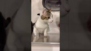 ご飯待ちきれなくて二本足で立つ子猫