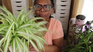 REPOTTING A PLANT WITH ME FOR MY BEAUTY ROOM